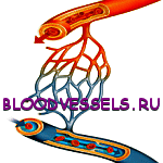 bloodvessels