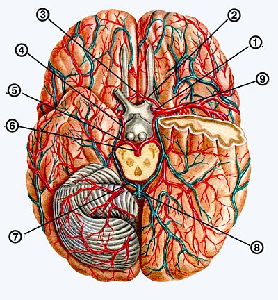 Основные сосуды головного мозга